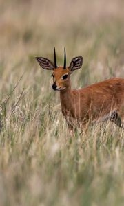 Preview wallpaper deer, grass, field, small