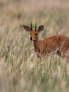 Preview wallpaper deer, grass, field, small