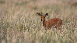 Preview wallpaper deer, grass, field, small