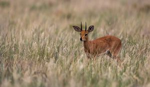 Preview wallpaper deer, grass, field, small