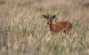 Preview wallpaper deer, grass, field, small