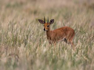 Preview wallpaper deer, grass, field, small