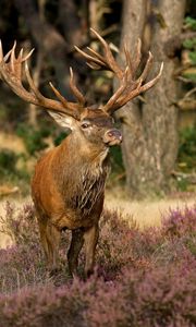 Preview wallpaper deer, grass, flowers, forest, walk