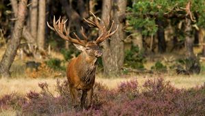 Preview wallpaper deer, grass, flowers, forest, walk