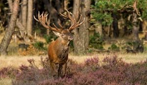 Preview wallpaper deer, grass, flowers, forest, walk