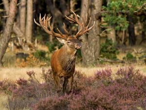 Preview wallpaper deer, grass, flowers, forest, walk