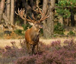 Preview wallpaper deer, grass, flowers, forest, walk