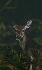 Preview wallpaper deer, grass, food, wildlife, cute