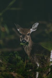 Preview wallpaper deer, grass, food, wildlife, cute