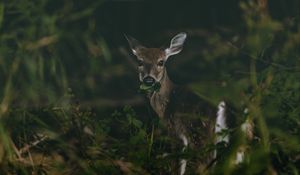 Preview wallpaper deer, grass, food, wildlife, cute