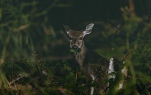 Preview wallpaper deer, grass, food, wildlife, cute