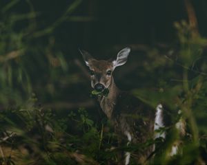 Preview wallpaper deer, grass, food, wildlife, cute