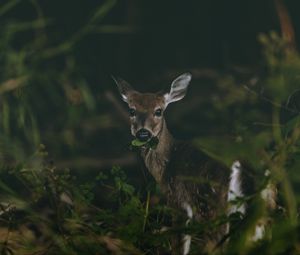 Preview wallpaper deer, grass, food, wildlife, cute