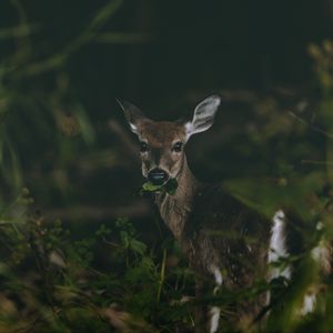 Preview wallpaper deer, grass, food, wildlife, cute