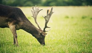 Preview wallpaper deer, grass, food, walk