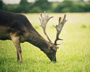 Preview wallpaper deer, grass, food, walk