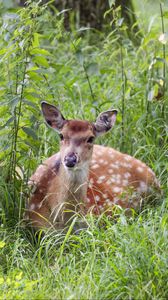 Preview wallpaper deer, grass, forest, animal, wildlife