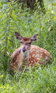 Preview wallpaper deer, grass, forest, animal, wildlife
