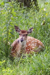 Preview wallpaper deer, grass, forest, animal, wildlife
