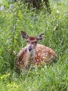 Preview wallpaper deer, grass, forest, animal, wildlife