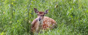 Preview wallpaper deer, grass, forest, animal, wildlife