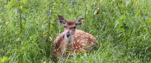 Preview wallpaper deer, grass, forest, animal, wildlife