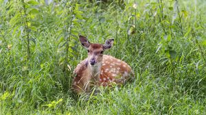 Preview wallpaper deer, grass, forest, animal, wildlife