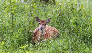 Preview wallpaper deer, grass, forest, animal, wildlife