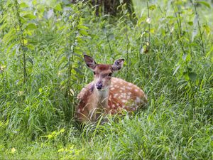 Preview wallpaper deer, grass, forest, animal, wildlife