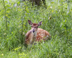 Preview wallpaper deer, grass, forest, animal, wildlife