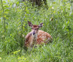 Preview wallpaper deer, grass, forest, animal, wildlife