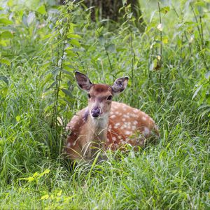 Preview wallpaper deer, grass, forest, animal, wildlife