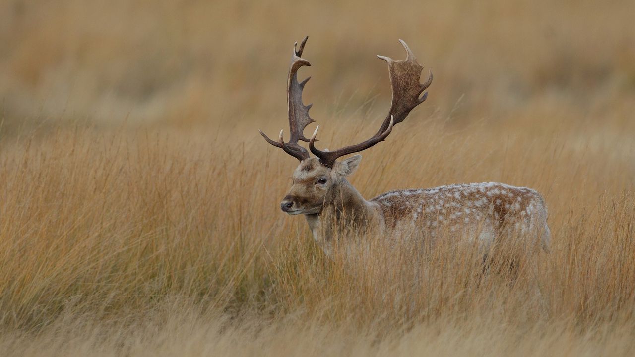 Wallpaper deer, grass, hidden, walk