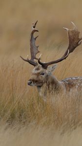 Preview wallpaper deer, grass, hidden, walk