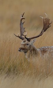 Preview wallpaper deer, grass, hidden, walk