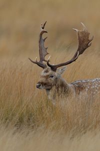 Preview wallpaper deer, grass, hidden, walk