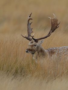 Preview wallpaper deer, grass, hidden, walk