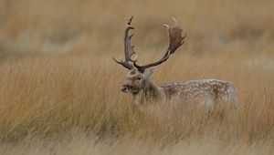 Preview wallpaper deer, grass, hidden, walk