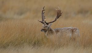 Preview wallpaper deer, grass, hidden, walk