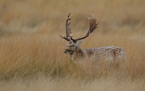 Preview wallpaper deer, grass, hidden, walk