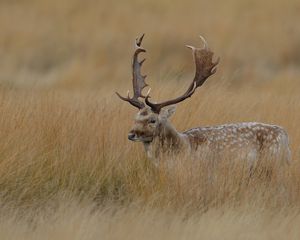 Preview wallpaper deer, grass, hidden, walk