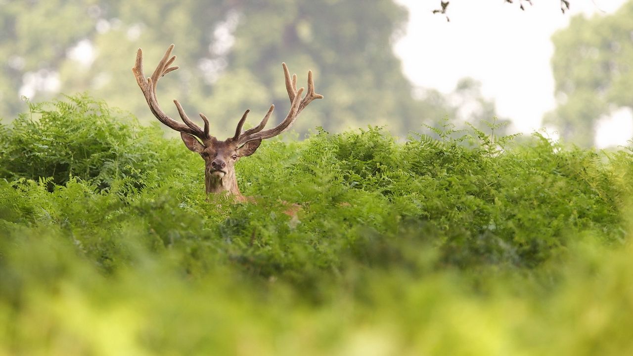 Wallpaper deer, grass, hide, horns