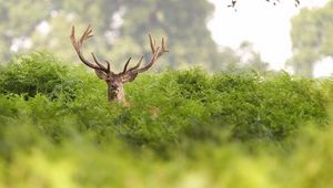 Preview wallpaper deer, grass, hide, horns
