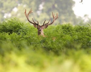 Preview wallpaper deer, grass, hide, horns