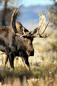 Preview wallpaper deer, grass, horn, blur, forest