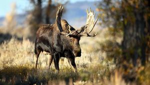 Preview wallpaper deer, grass, horn, blur, forest