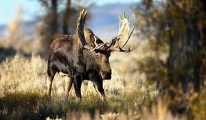 Preview wallpaper deer, grass, horn, blur, forest