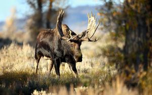 Preview wallpaper deer, grass, horn, blur, forest