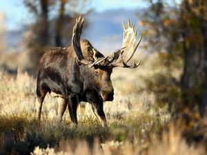 Preview wallpaper deer, grass, horn, blur, forest