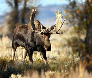 Preview wallpaper deer, grass, horn, blur, forest